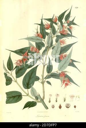 Leycesteria formosa [hier als Leicesteria formosa] die Himalaya-Geißblatt,[1] blühende Muskatnuss, Himalaya-Muskatnuss, Oma-Locken oder Fasanenbeere, ist ein sommergrüner Strauch der Familie Caprifoliaceae, die im Himalaya und im Südwesten Chinas beheimatet ist. Es gilt als eine schädliche invasive Art in Australien und Neuseeland. Aus Plantae Asiaticae rariores, oder, Beschreibungen und Abbildungen einer ausgewählten Anzahl von unveröffentlichten ostindischen Pflanzen Band II von N. Wallich. Nathaniel Wolff Wallich FRS FRSE (28. Januar 1786 – 28. April 1854) war ein Chirurg und Botaniker dänischer Herkunft, der zunächst in Indien arbeitete Stockfoto