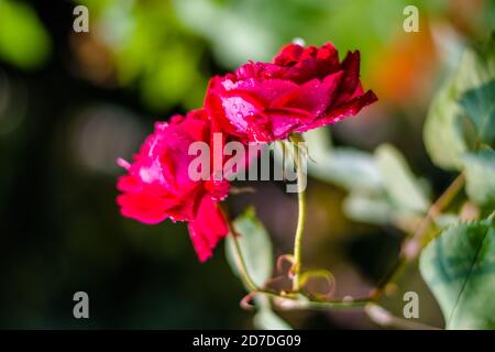 Rose rosa, rosa Blumen im Sommergarten, Rose Blumen im Garten. Stockfoto