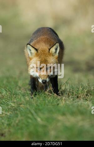 Wilder männlicher Fuchs (Vulpes vulpes) steht auf dem Waldweg. Hemsted Forest in der Nähe von Cranbrooke Kent. 01.03.2008. Stockfoto