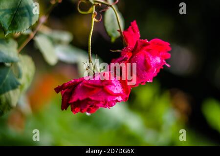 Rose rosa, rosa Blumen im Sommergarten, Rose Blumen im Garten. Stockfoto