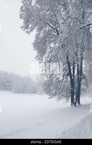 Ruhige Winterlandschaft mit schneebedeckten Bäumen im Park bei starkem Schneefall. Stockfoto