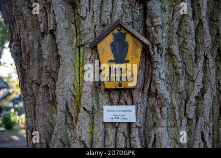 Prerow, Deutschland. Oktober 2020. Auf dem Gelände des Darß-Museums befindet sich eine ca. 350 Jahre alte englische Eiche. Quelle: Stephan Schulz/dpa-Zentralbild/ZB/dpa/Alamy Live News Stockfoto