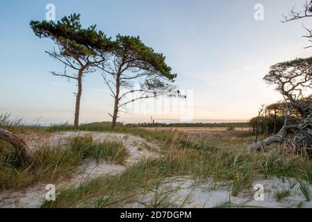 Prerow, Deutschland. Oktober 2020. Windflüchtlinge befinden sich auf den Dünen am Weststrand. Dahinter am Horizont ist der Leuchtturm am Darßer Ort zu sehen. Quelle: Stephan Schulz/dpa-Zentralbild/ZB/dpa/Alamy Live News Stockfoto