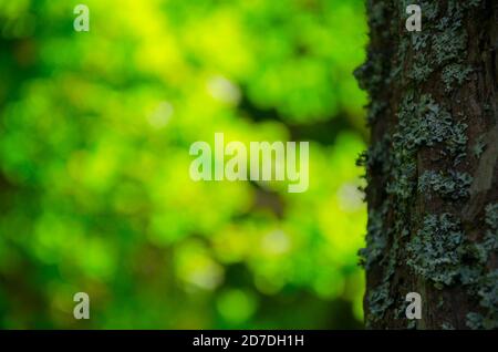 Stamm aus alter Eiche mit Moos auf einem grünen unscharfen Hintergrund von üppigem Frühlingsbelaub. Stockfoto
