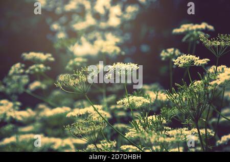 Nahaufnahme von Engelwurz sylvestris oder wilden Engelwurz blühenden Blumen mit verschwommenen Waldbäumen auf dem Hintergrund. Stockfoto