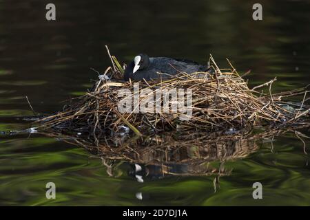 Coot; Fulica atra; On Nest; UK Stockfoto