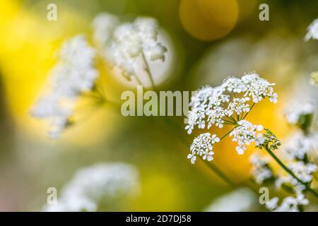 Petersilie der Kuh; Anthriscus sylvestris; Blüte; Großbritannien Stockfoto