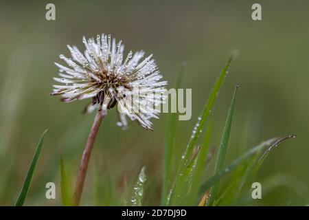 Löwenzahn-Kopf; Taraxacum officinale; Tau; Großbritannien Stockfoto