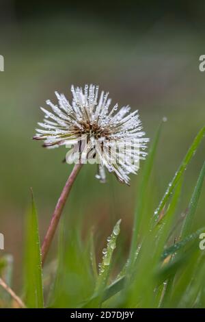 Löwenzahn-Kopf; Taraxacum officinale; Tau; Großbritannien Stockfoto