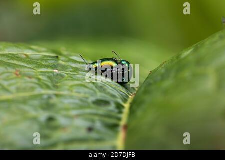 Dock Beetle; Gastrophysa viridula; Paar; UK Stockfoto