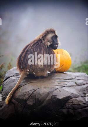 Die Gelada ‘Paviane’ im Wild Place Project bei Bristol Untersucht Kürbis Leckereien im Aufbau bis zu Halloween am Erhaltung und Bildung Stockfoto