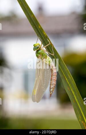 Emperor Dragonfly; Anax imperator; Female; Emerging; UK Stockfoto