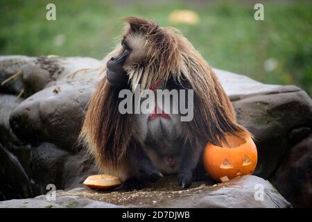 Die Gelada ‘Paviane’ im Wild Place Project bei Bristol Untersucht Kürbis Leckereien im Aufbau bis zu Halloween am Erhaltung und Bildung Stockfoto