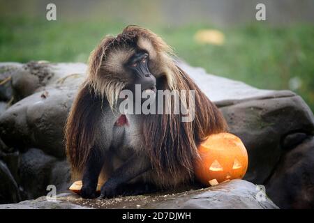 Die Gelada ‘Paviane’ im Wild Place Project bei Bristol Untersucht Kürbis Leckereien im Aufbau bis zu Halloween am Erhaltung und Bildung Stockfoto