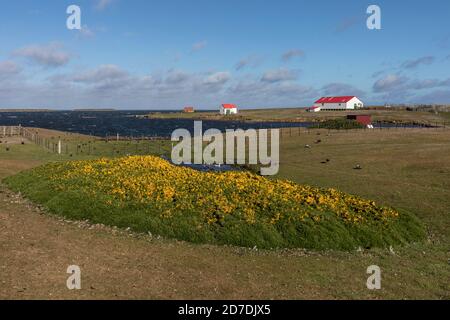 Bleaker Island; Siedlungsgebiet; Falklands Stockfoto