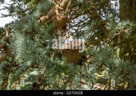 Blauer Zedernbaum in Suffolk, England Stockfoto