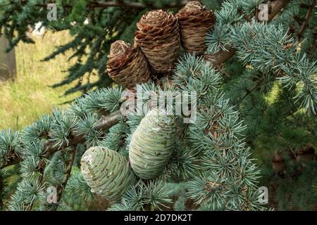 Blauer Zedernbaum in Suffolk, England Stockfoto
