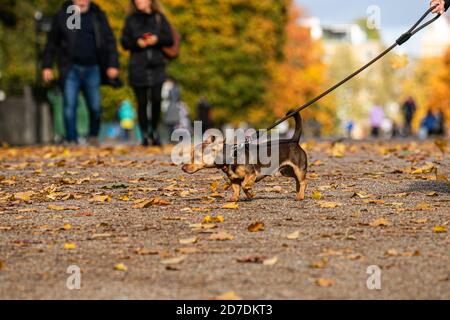 KENSINGTON LONDON, GROSSBRITANNIEN 22. OKTOBER 2020. Ein Hund spaziert an einem milden sonnigen Morgen, einen Tag nachdem Sturm Barbara die Hauptstadt mit sintflutartigen Regenfällen getroffen hat, auf herbstlichen Blättern in Kensington Gardens. London ist in die Stufe 2 des Covid-Alarms für den Coronavirus (Covid 19) in London übergegangen. Kredit: amer ghazzal/Alamy Live Nachrichten Stockfoto