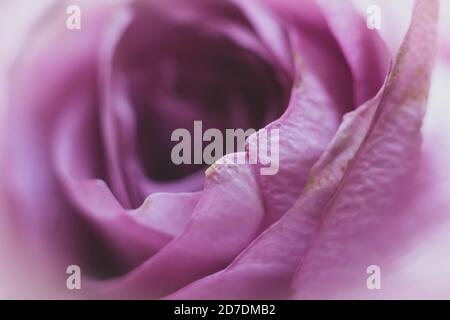 Nahaufnahme von frischen Blumen mit Wassertropfen im Makro Technik Stockfoto