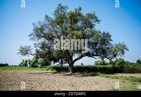 Einsamer alter großer Baum unter blauem Himmel auf dem Feld Stockfoto