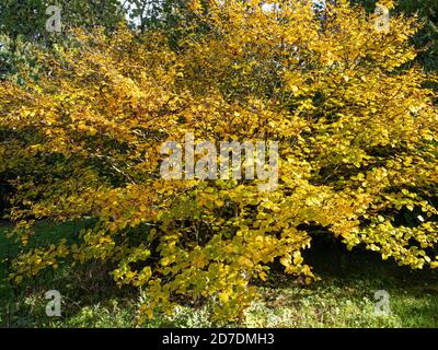 Transkaukasische Birke in Herbstfarben Stockfoto