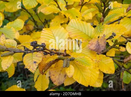 Transkaukasische Birke in Herbstfarben Stockfoto