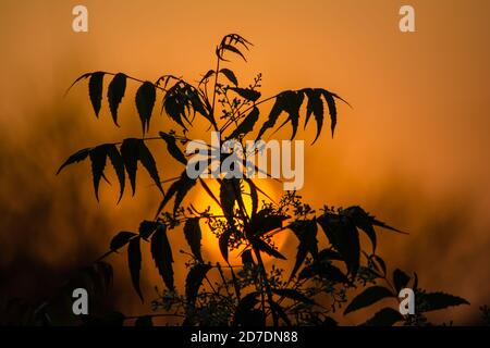 Sonne hinter Neem Tree. Azadirachta indica, allgemein bekannt als neem, nimtree oder indischen Flieder. Stockfoto