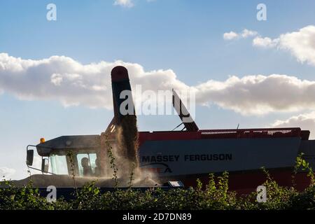 Ein Massey Ferguson Mähdrescher, der während der Ernte Getreide in einen Anhänger entleert. North Yorkshire, England, Großbritannien Stockfoto