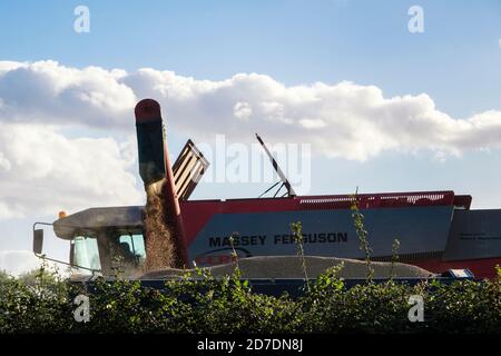 Ein Massey Ferguson Mähdrescher, der während der Ernte Getreide in einen Anhänger entleert. North Yorkshire, England, Großbritannien Stockfoto