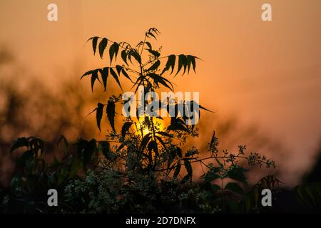 Sonne hinter Neem Tree. Azadirachta indica, allgemein bekannt als neem, nimtree oder indischen Flieder. Stockfoto