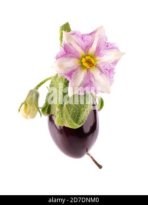 Aubergine mit Auberginenblüte, isoliert auf weißem Hintergrund. Auberginen-Gemüse. Stockfoto