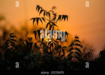 Sonne hinter Neem Tree. Azadirachta indica, allgemein bekannt als neem, nimtree oder indischen Flieder. Stockfoto