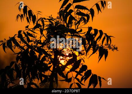 Sonne hinter Neem Tree. Azadirachta indica, allgemein bekannt als neem, nimtree oder indischen Flieder. Stockfoto