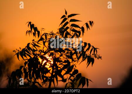 Sonne hinter Neem Tree. Azadirachta indica, allgemein bekannt als neem, nimtree oder indischen Flieder. Stockfoto