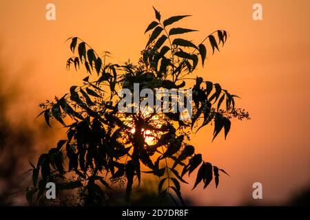 Sonne hinter Neem Tree. Azadirachta indica, allgemein bekannt als neem, nimtree oder indischen Flieder. Stockfoto