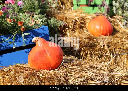 Thanksgiving Day Dekoration, Herbst Ernte. Orange Kürbisse auf dem Stroh und Heu mit Blumen Stockfoto