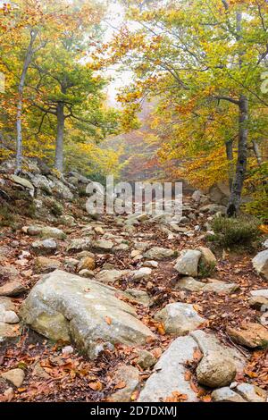 Schöner Herbst Buchenwald auf dem spanischen Berg Montseny Stockfoto
