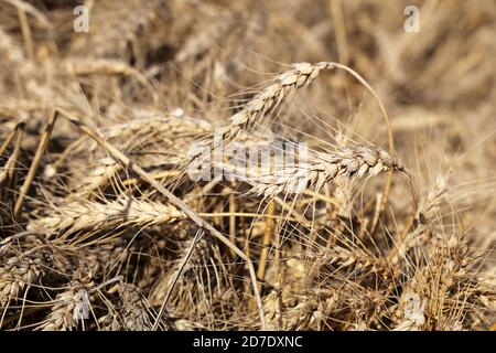 Ähren von Weizen auf dem Feld im Sonnenlicht. Ländliche Landschaft, Konzept der Herbsternte und Landwirtschaft Stockfoto