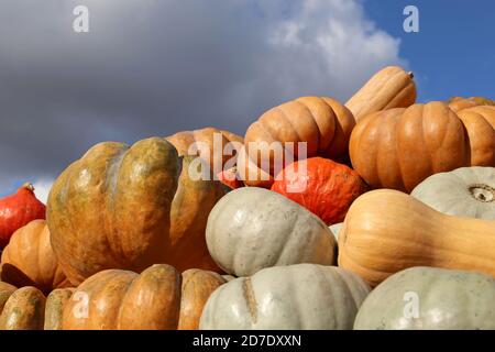 Kürbisse auf dem Hintergrund der blauen Himmel und Wolken. Bauernhof Markt, Herbst Ernte, Thanksgiving Day Dekoration Stockfoto