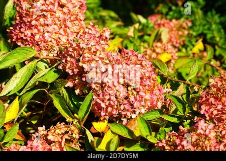 Rosa Köpfe von weinenden Hortensia paniculata Blumen Stockfoto