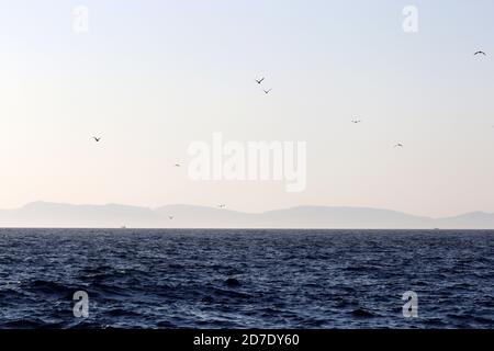 Blick vom Meer auf die Bergküste und fliegende Möwen im Morgennebel. Malerisches Seestück, Reise- und Urlaubskonzept Stockfoto