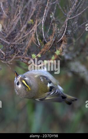 Wintergoldhähnchen (Regulus Regulus) Stockfoto