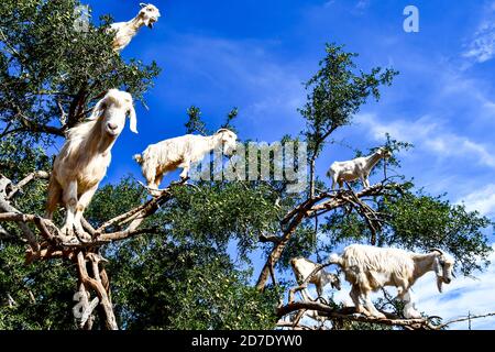 Arganbäume und die Ziegen auf dem Weg zwischen Marrakesch und Essaouira in Marokko Stockfoto