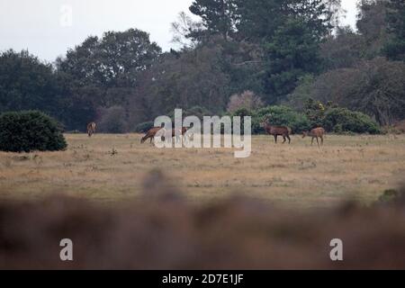 Rothirsch (Cervus Elaphus) Stockfoto