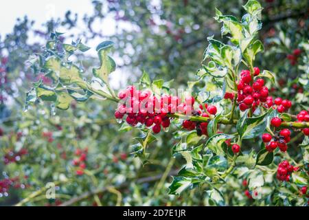 Nahaufnahme von roten Beeren auf einem gemeinen Holly (Llex) Stockfoto