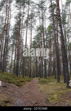 Landschaftsansicht von Wald und viele Bäume in der Nähe Weg. Foto aufgenommen in Europa, Lettland. Stockfoto