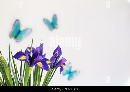 Purple Iris auf weißem Hintergrund mit Schmetterlingen Stockfoto