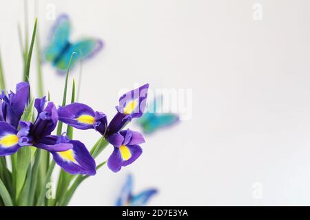 Purple Iris auf weißem Hintergrund mit Schmetterlingen Stockfoto