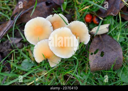 Honigpilz / Bootlace Pilz (Armillaria mellea) wächst auf Baumwurzeln unter einem Garten Rasen. Kent, Großbritannien, Anfang Oktober Stockfoto
