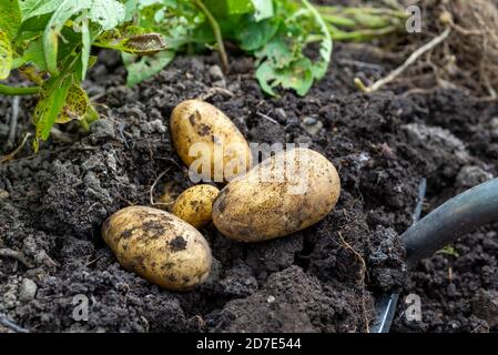 Graben einer Ernte von Charlotte Kartoffeln (Solanum tuberosum) in einem Gemüsegarten. VEREINIGTES KÖNIGREICH. Stockfoto